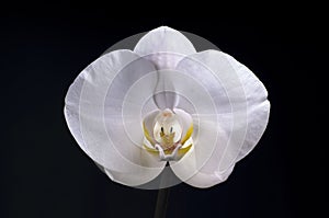 White orchid flower on black background