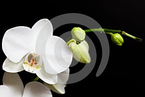 White Orchid flower in bloom photo