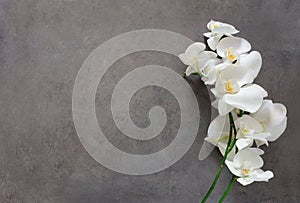 Weiß Orchidee blume zum zeitpunkt der blüte 