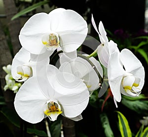 A white Orchid Flower Blooming