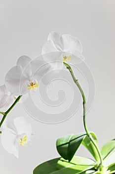 White orchid flower blossom with white background