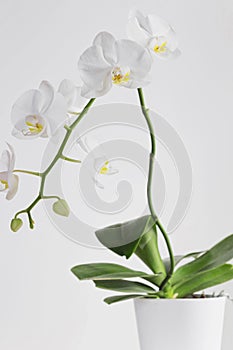 White orchid flower blossom with white background