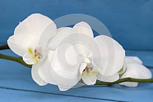 White orchid flower on blue wooden background