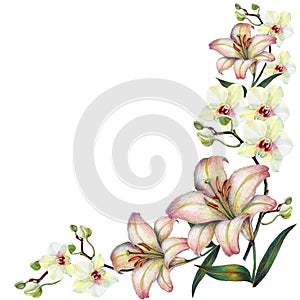 Bílý orchidej květina na větev lilie akvarel, roh 