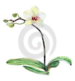 White orchid flower on a branch, watercolor