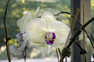 White orchid flower close-up