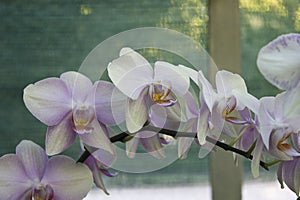 White orchid flower close-up