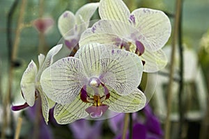 White orchid flower close-up