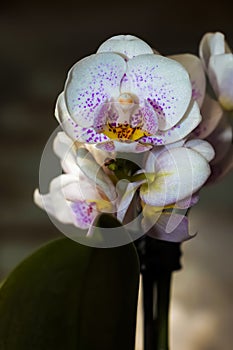 White orchid flower close-up on a dark background.