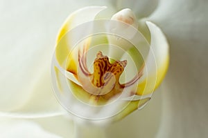 White orchid flower close up macro photo. Sensual photo with orchid for card design
