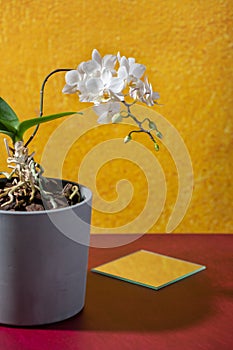 White orchid flower in concrete pot on bright yellow red background. Creative still life