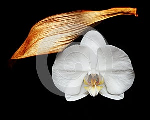 White orchid flower and dry leaf