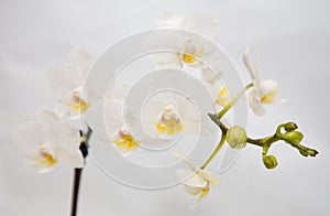 White orchid flower in full bloom with buds