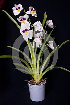 White orchid flower in full bloom with buds