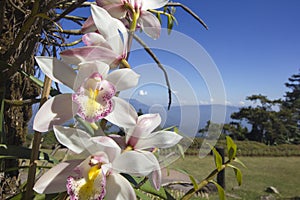 White orchid flower in the garden with blue sky background