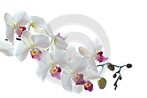 White orchid flower isolated