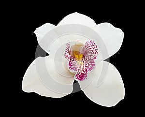 White orchid flower isolated on black background