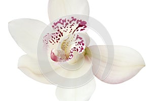 White Orchid flower isolated on white background.Close-up, macro