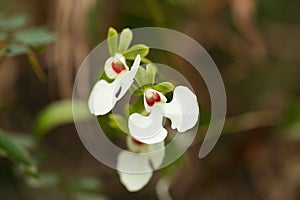 White orchid flower in madagascar rainforest