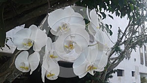 White Orchids Flower Plants Nature Garden Landscape photo