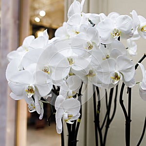 White orchid flower phalaenopsis,