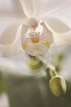Bianco orchidea fiore. verde sparare 