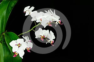 White orchid flower Phalaenopsis `Pandora` with dark pink lips, known as the Moth Orchid or Phal. Macro of orchid branch