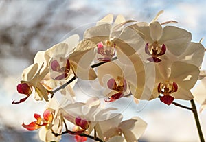 White orchid flower Phalaenopsis `Pandora` with dark pink lips, known as the Moth Orchid or Phal. Macro of orchid branch