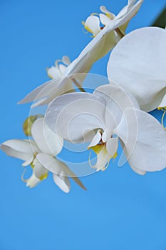 White orchid flower.Phalaenopsis.White exotic flowers on bright blue background.Houseplants and flowers.Growing orchids
