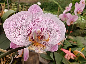 white orchid flower with pink in a tropical garden in spring season