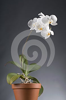 White orchid flower in a pot