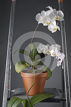 White orchid flower in a pot