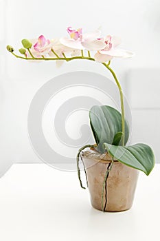 White orchid in flower pot on the table