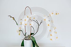 white orchid flower .potted flowers. Growing and caring orchids at home.Interior decor with plants and flowers