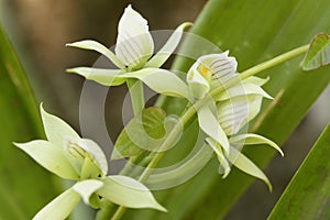 White orchid flower Prosthechea sp.