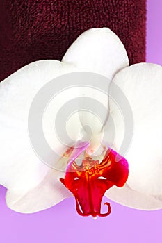 White orchid flower on a purple towel. Purple background