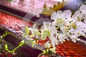 White orchid flower with temple roof Thailand