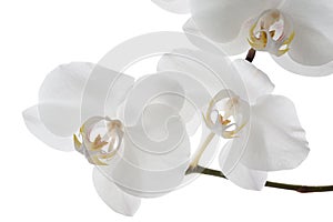 White Orchid flower on white background