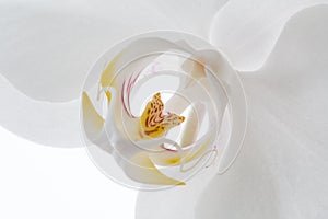White Orchid flower on white background