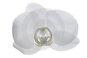 White Orchid flower on white background
