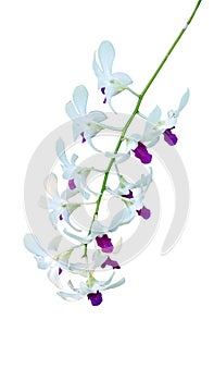 White orchid flower on white background