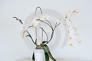 white orchid flower in white pot on white background.Growing and caring orchids at home.potted flowers.Interior decor