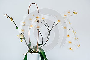 white orchid flower in white pot on white wall background.Growing and caring orchids at home.potted flowers.Interior