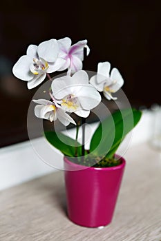 White orchid flower on windowsill