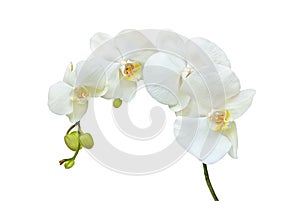 White orchid flowers