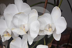 White orchid flowers