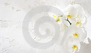 White orchid flowers on abstract texture background with text space