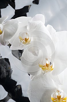 White orchid flowers agaist glamure black  background. close up shot