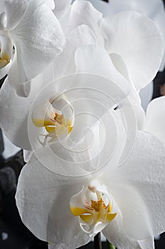 White orchid flowers agaist glamure black  background. macro shot