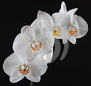 White Orchid Flowers